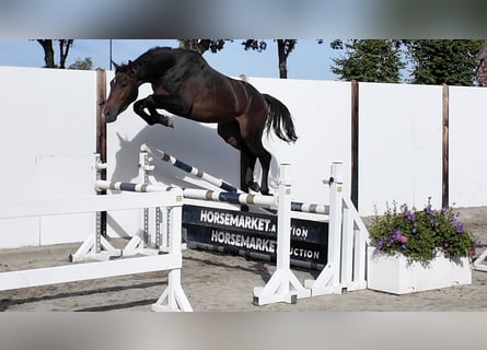 KWPN, Hengst, 3 Jahre, 162 cm, Dunkelbrauner