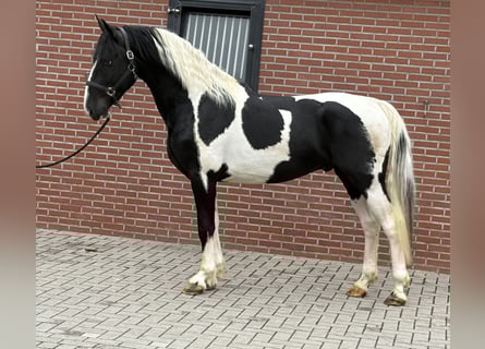 KWPN, Hengst, 3 Jahre, 162 cm, Schecke