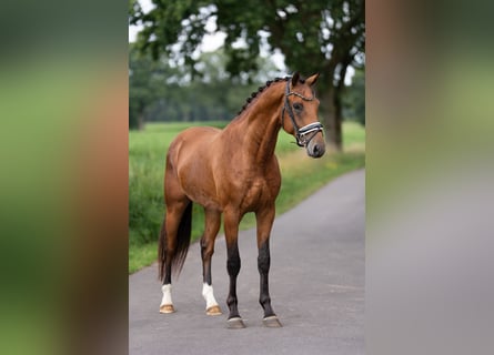 KWPN, Hengst, 3 Jahre, 165 cm, Brauner