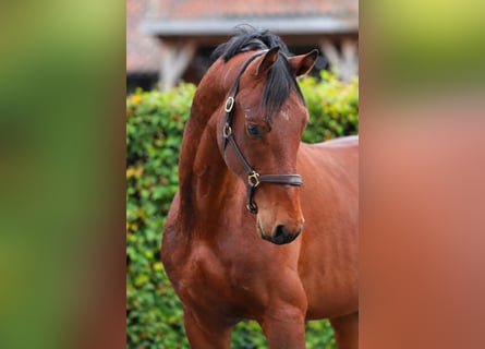 KWPN, Hengst, 3 Jahre, 165 cm, Brauner