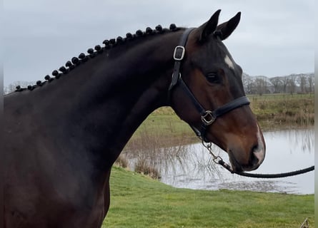 KWPN, Hengst, 3 Jahre, 165 cm, Dunkelbrauner