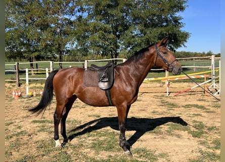 KWPN, Hengst, 3 Jahre, 165 cm, Rotbrauner