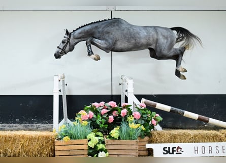 KWPN, Hengst, 3 Jahre, 165 cm, Schimmel