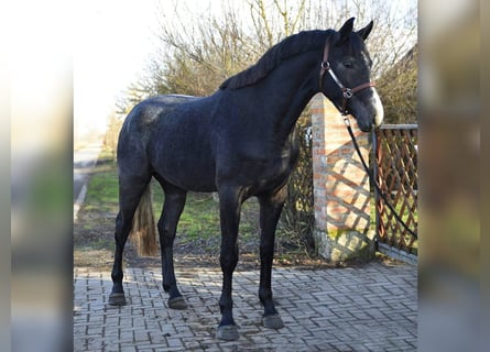 KWPN, Hengst, 3 Jahre, 165 cm, Schimmel