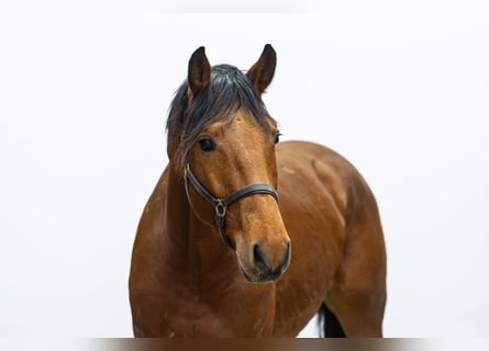 KWPN, Hengst, 3 Jahre, 167 cm, Brauner