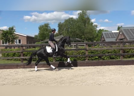 KWPN, Hengst, 3 Jahre, 167 cm, Rappe