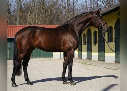 KWPN, Hengst, 3 Jahre, 168 cm, Brauner