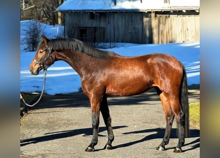 KWPN, Hengst, 3 Jahre, 168 cm, Brauner