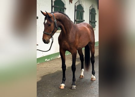 KWPN, Hengst, 3 Jahre, 168 cm, Brauner