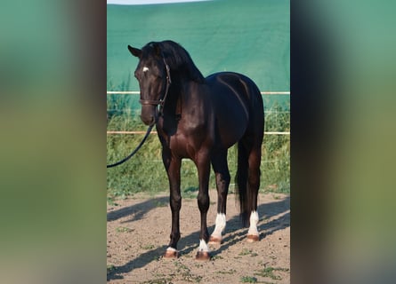 KWPN, Hengst, 3 Jahre, 168 cm, Dunkelbrauner