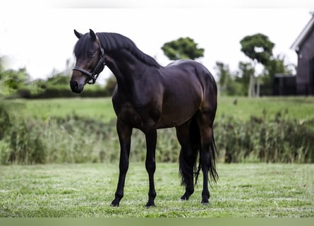 KWPN, Hengst, 3 Jahre, 168 cm, Dunkelbrauner