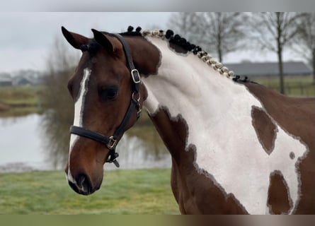 KWPN, Hengst, 3 Jahre, 168 cm, Schecke