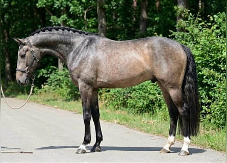 KWPN, Hengst, 3 Jahre, 169 cm, Apfelschimmel