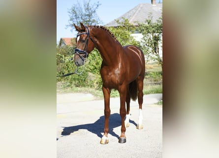 KWPN, Hengst, 3 Jahre, 169 cm, Dunkelfuchs