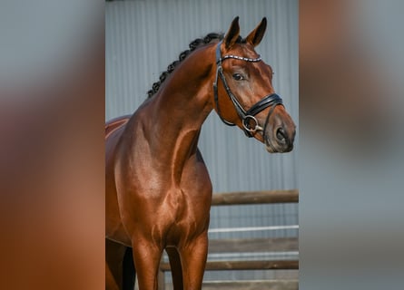 KWPN, Hengst, 3 Jahre, 170 cm, Brauner