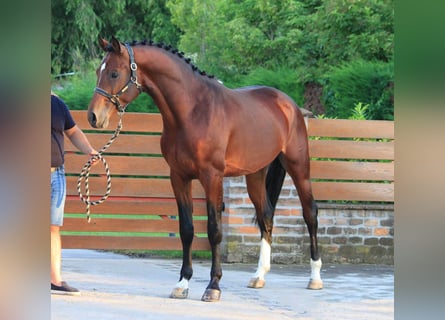 KWPN, Hengst, 3 Jahre, 170 cm, Brauner