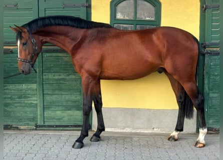 KWPN, Hengst, 3 Jahre, 170 cm, Brauner