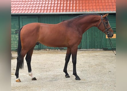 KWPN, Hengst, 3 Jahre, 170 cm, Brauner