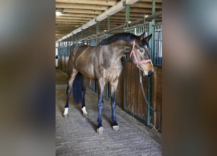 KWPN, Hengst, 3 Jahre, 170 cm, Brauner