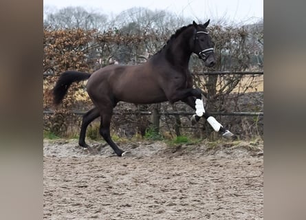 KWPN, Hengst, 3 Jahre, 170 cm, Buckskin