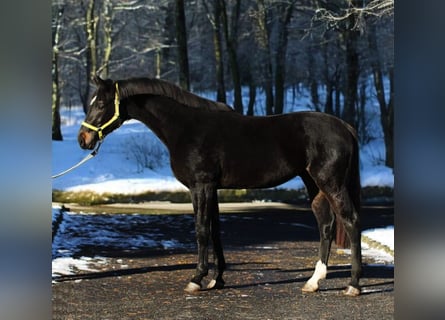 KWPN, Hengst, 3 Jahre, 170 cm, Dunkelbrauner