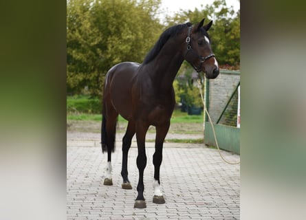 KWPN, Hengst, 3 Jahre, 170 cm, Dunkelfuchs