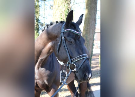 KWPN, Hengst, 3 Jahre, 170 cm, Rappe