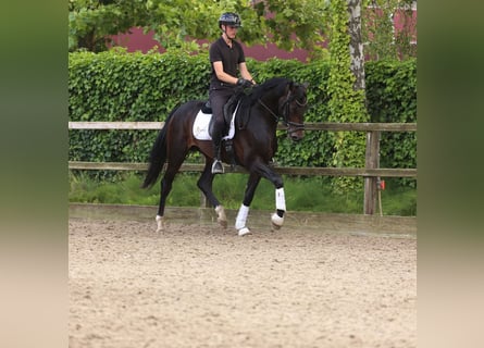 KWPN, Hengst, 3 Jahre, 171 cm, Dunkelbrauner