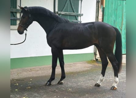 KWPN, Hengst, 3 Jahre, 172 cm, Dunkelbrauner