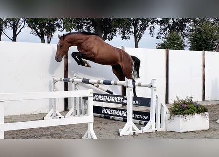 KWPN, Hengst, 3 Jahre, 172 cm, Rotbrauner