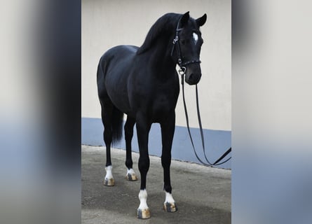 KWPN, Hengst, 3 Jahre, 173 cm, Rappe