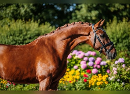 KWPN, Hengst, 4 Jaar, 158 cm, Vos
