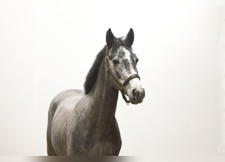 KWPN, Hengst, 4 Jaar, 163 cm, Appelschimmel