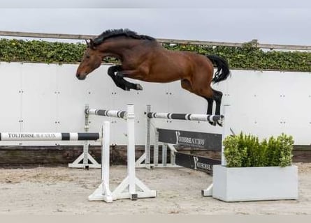 KWPN, Hengst, 4 Jaar, 165 cm, Bruin
