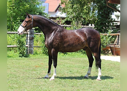 KWPN, Hengst, 4 Jaar, 168 cm, Bruin