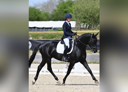 KWPN, Hengst, 4 Jaar, 168 cm, Zwart