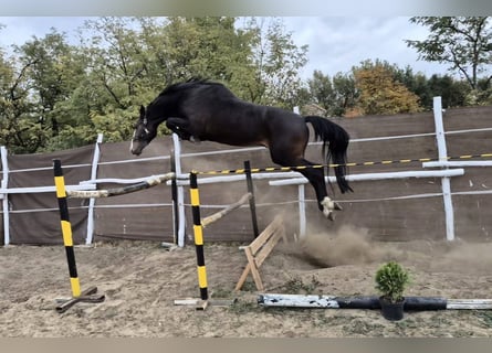 KWPN, Hengst, 4 Jaar, 170 cm, Bruin