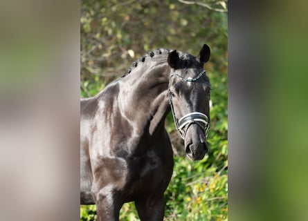 KWPN, Hengst, 4 Jaar, 172 cm, Zwart