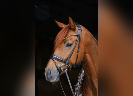 KWPN, Hengst, 4 Jaar, 173 cm, Vos