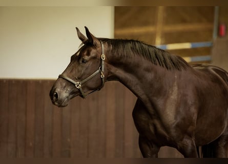 KWPN, Hengst, 4 Jaar, 175 cm, Zwartbruin