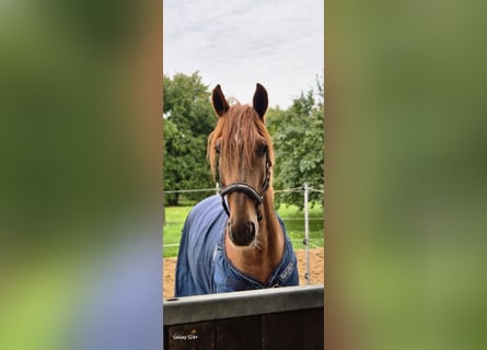 KWPN, Hengst, 4 Jahre, 160 cm, Dunkelfuchs