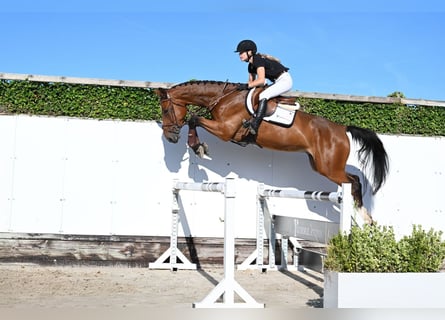 KWPN, Hengst, 4 Jahre, 163 cm, Brauner
