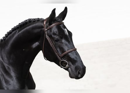 KWPN, Hengst, 4 Jahre, 166 cm