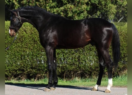KWPN, Hengst, 4 Jahre, 167 cm, Dunkelbrauner