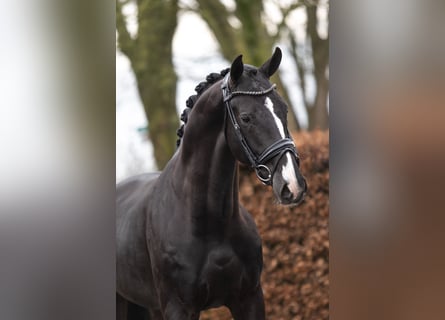 KWPN, Hengst, 4 Jahre, 169 cm, Rappe