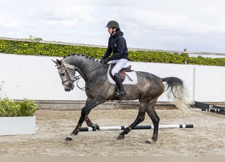 KWPN, Hengst, 4 Jahre, 171 cm, Schimmel