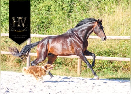 KWPN, Hengst, 4 Jahre, 175 cm, Brauner