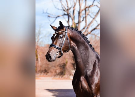 KWPN, Hengst, 5 Jaar, 167 cm, Zwartbruin