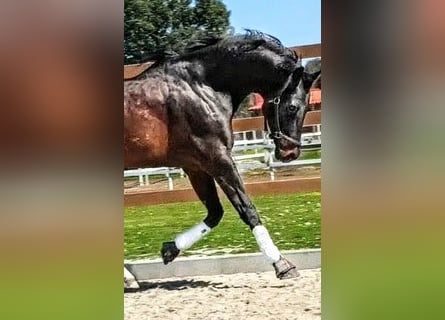 KWPN, Hengst, 5 Jaar, 174 cm, Zwart