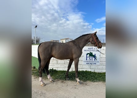 KWPN, Hengst, 5 Jaar